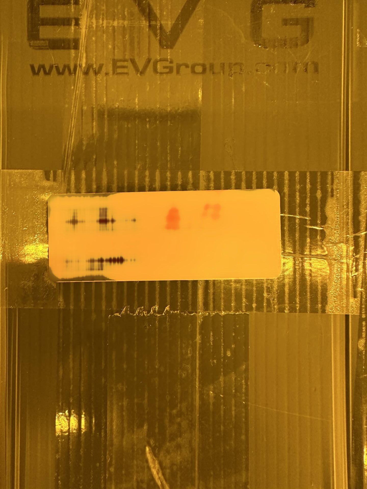 Foto Verwendet EVG / EV GROUP 560 Zum Verkauf
