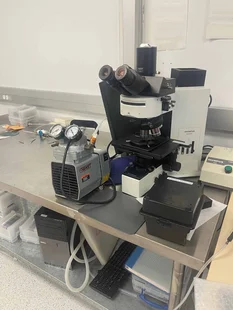 OLYMPUS BX60 顕微鏡 はセール価格 #125752 で使用されています