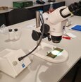 フォト（写真） 使用される ZEISS Stemi 2000 販売のために